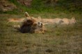 /album/parc-des-felins/dsc-3697-jpg/