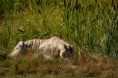 /album/parc-des-felins/dsc-4027-jpg/