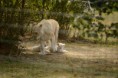 /album/parc-des-felins/dsc-4134-jpg/