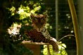 /album/parc-des-felins/dsc-4316-jpg/