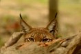 /album/parc-des-felins/dsc-4365-jpg/