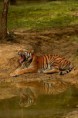 /album/parc-des-felins/dsc-4486-jpg/